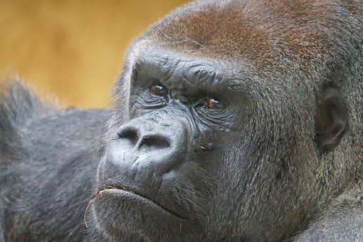gorilla-967336__340