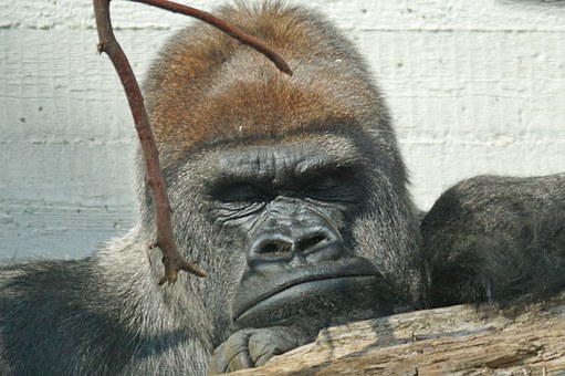 gorilla-969972__340