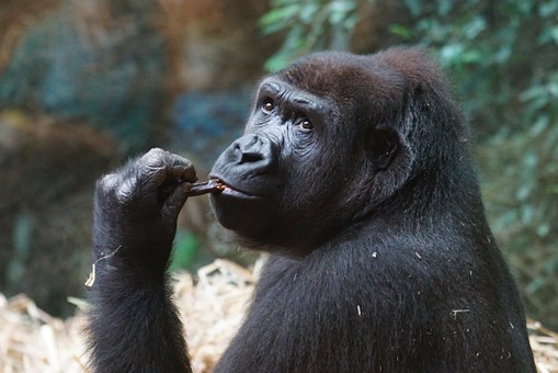 gorilla-973245__340