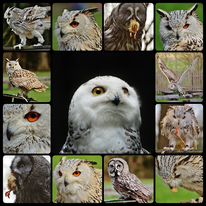 owls-1704131_960_720