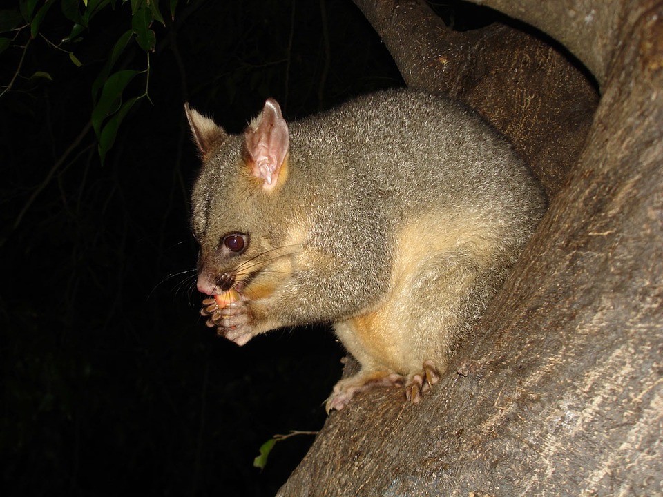 possum-14002_960_720