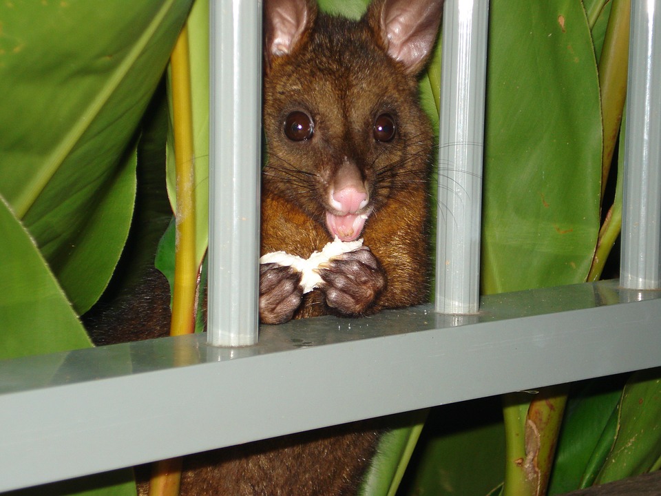 possum-1594654_960_720