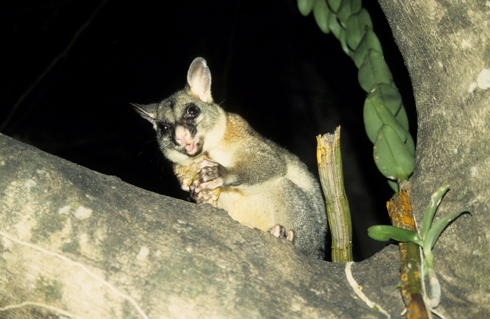 possum-246778_960_720