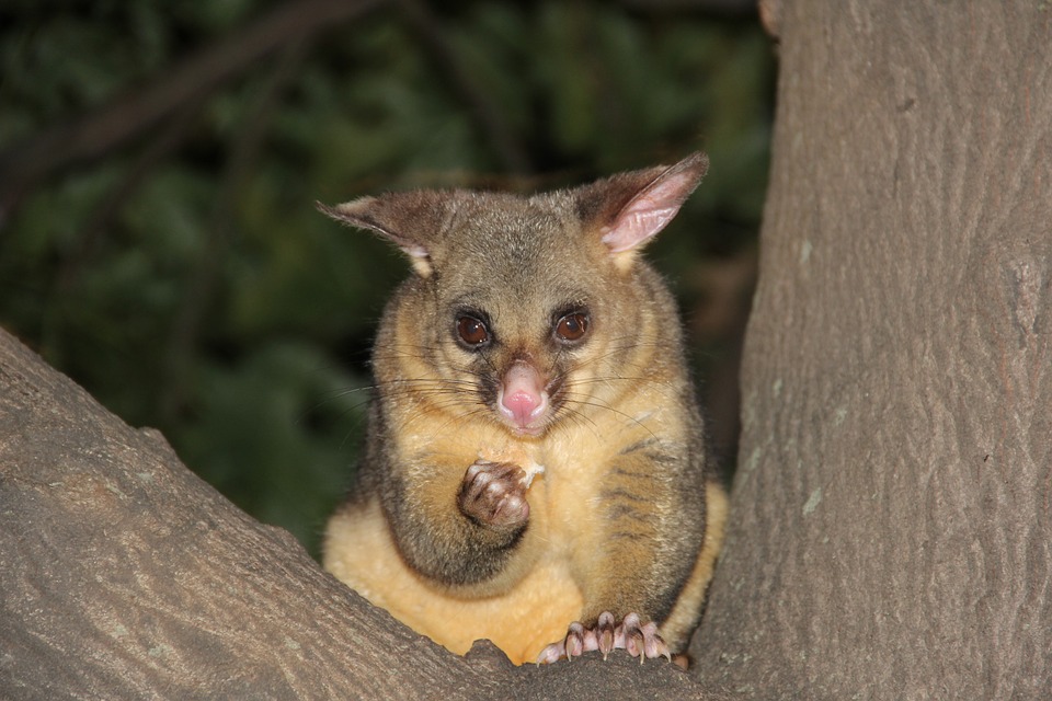 possum-329342_960_720