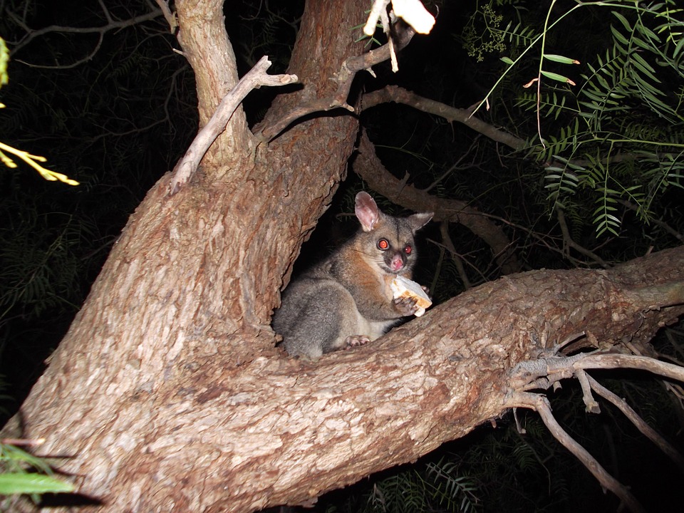 possum-335389_960_720