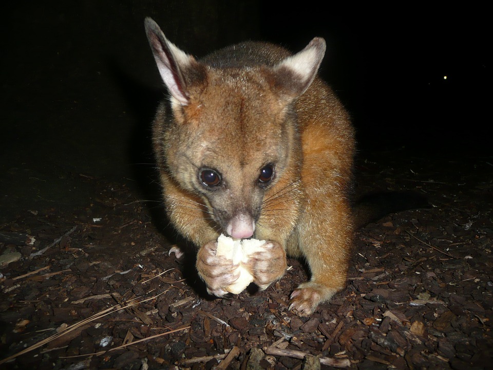possum-667897_960_720