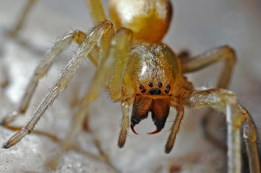 spider-arachnid-macro-nature-40545