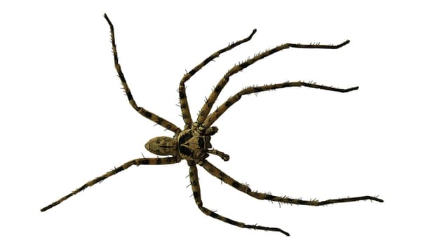 spider-close-free-65603
