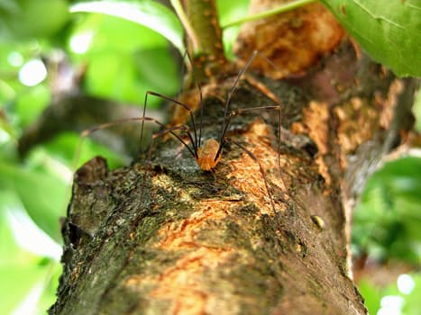 spider-legs-long-legs-nature-52525