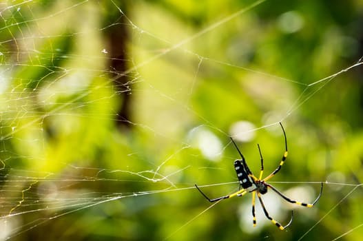 spider-network-cobweb-close-62308