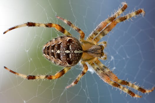 spin-web-nature-bug-51394