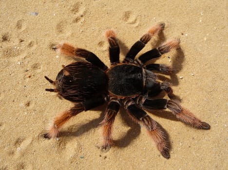 tarantula-brachypelma-klaasi-brachypelma-red-knee-poisonous-78788