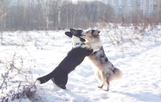 tumblr_oh0230dqui1v1hv9lo1_540