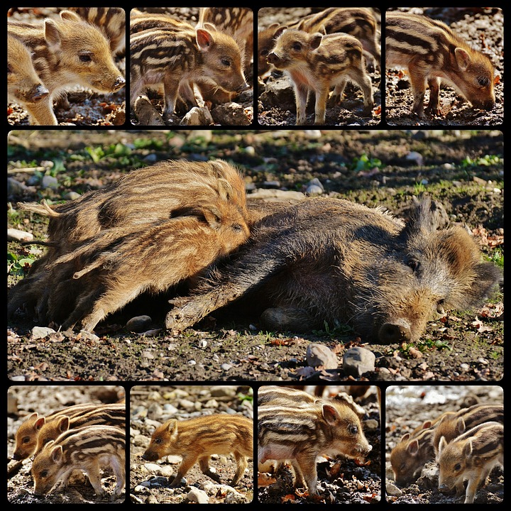 wild-pigs-1637826_960_720