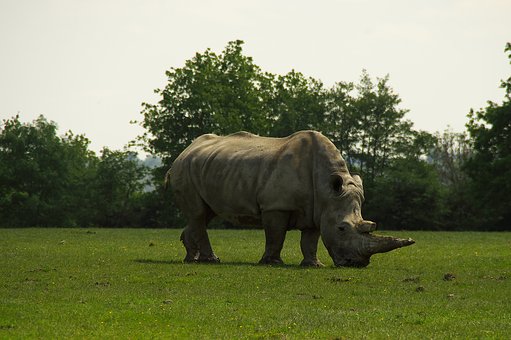 rhino natural habitat