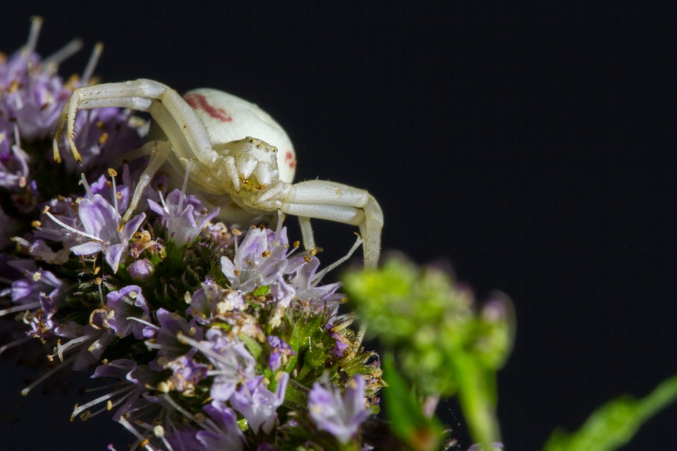 goldenrod-crab-spider-2491868_960_720.jpg