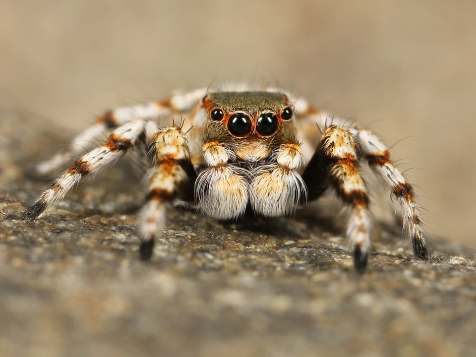 jumping-spider-111075_960_720.jpg