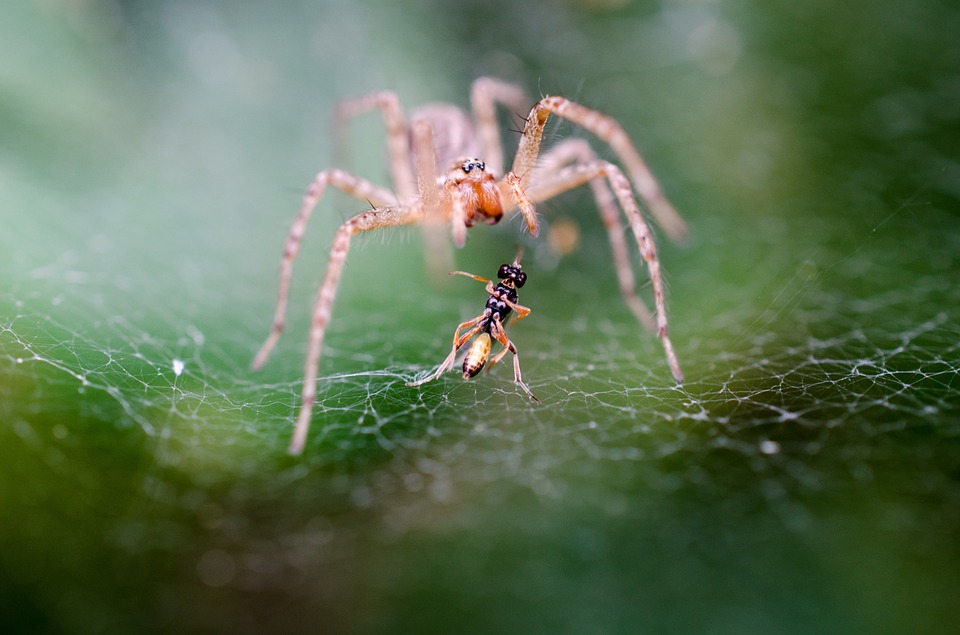 spider-197059_960_720.jpg