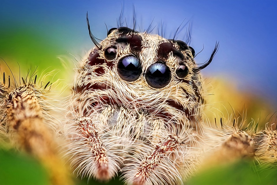 spider-2059718_960_720-1.jpg