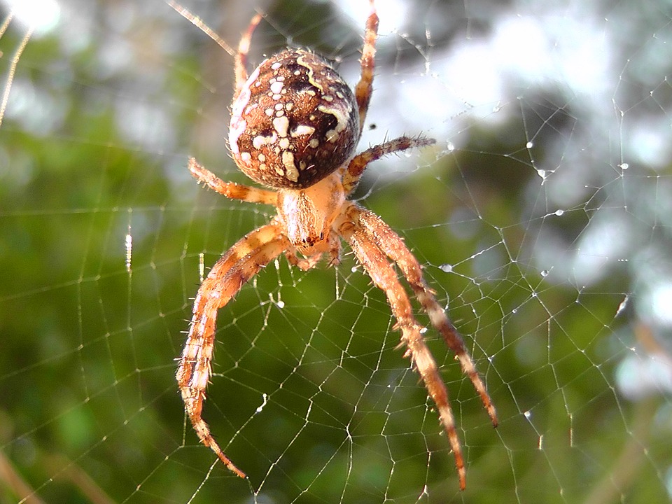 spider-2301811_960_720.jpg