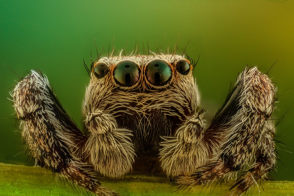 spider-2313079_960_720.jpg