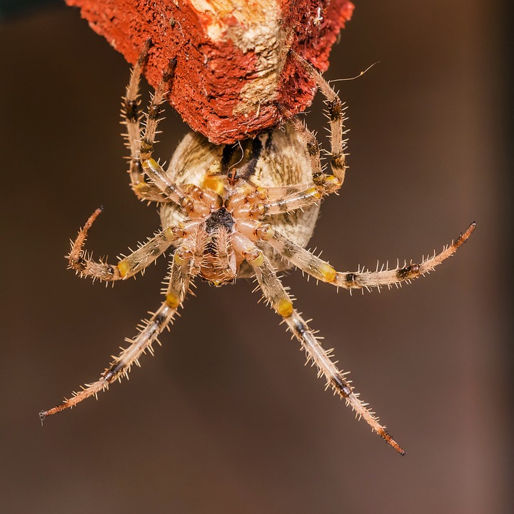 spider-425712_960_720.jpg