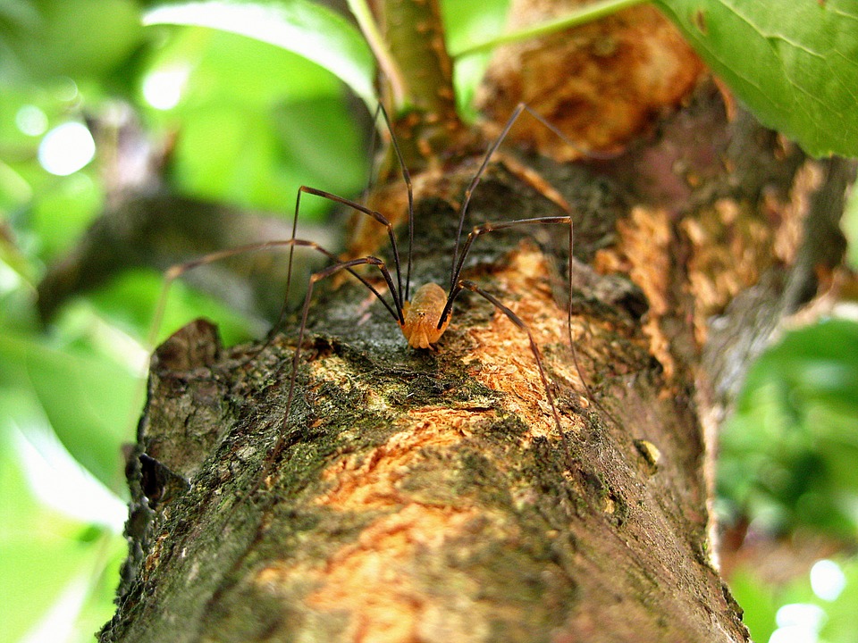 spider-429485_960_720.jpg