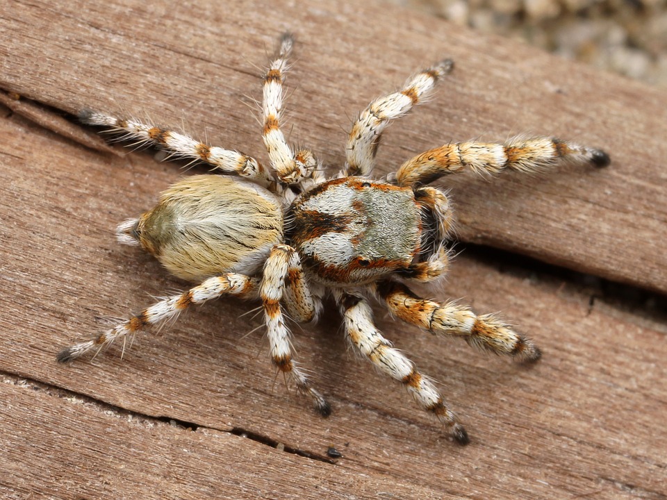 spider-538572_960_720.jpg