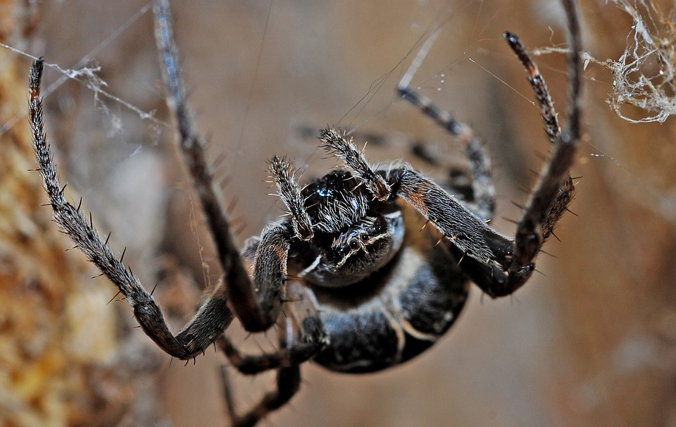 spider-564635_960_720.jpg