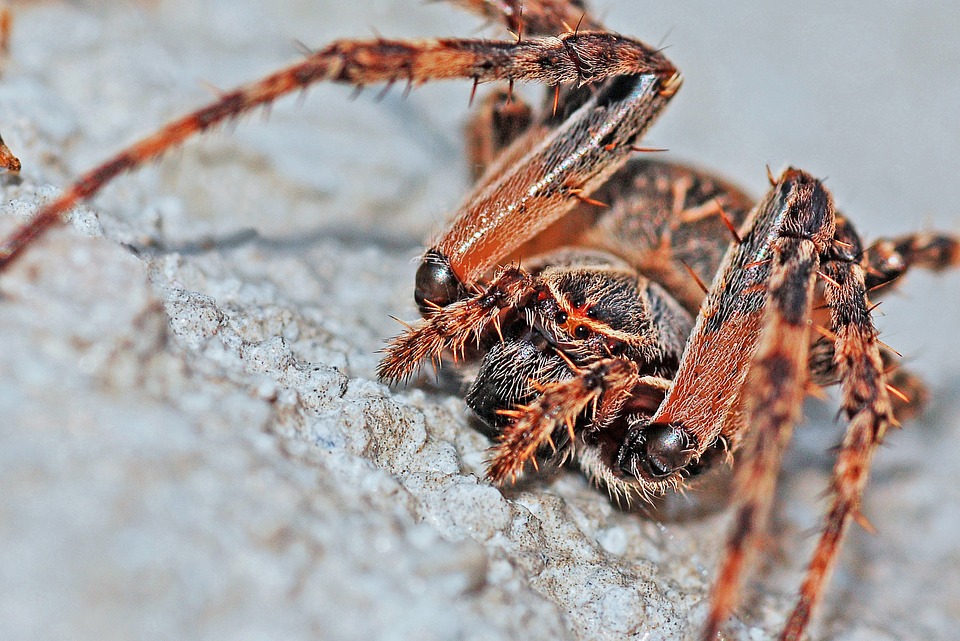 spider-570929_960_720.jpg