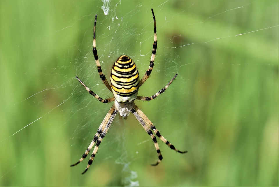 wasp-spider-2551245_960_720.jpg