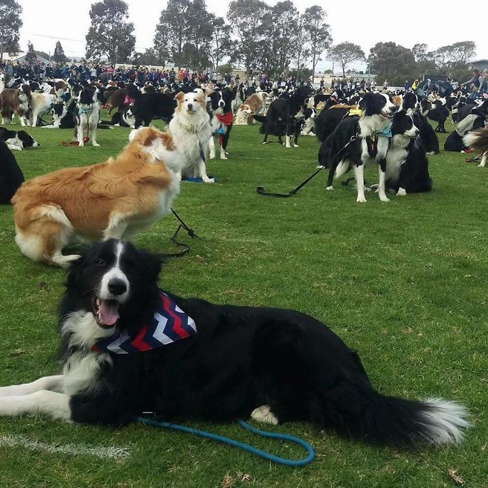 Largest Number Of BorderCollies Make A World Record