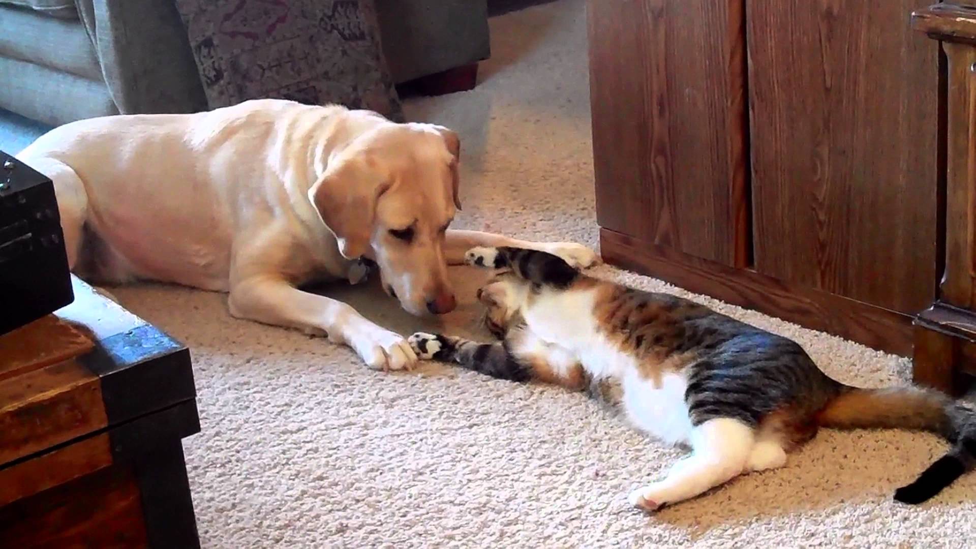 Примирение собак. Кошки и собаки. Кот и собака дружат. Кошка и собака в доме. Сожительство животных.