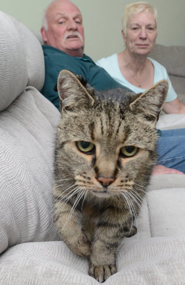 World's Oldest Cat, Nutmeg Dies At The Age Of 32