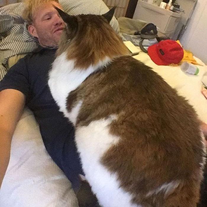 largest pet cat