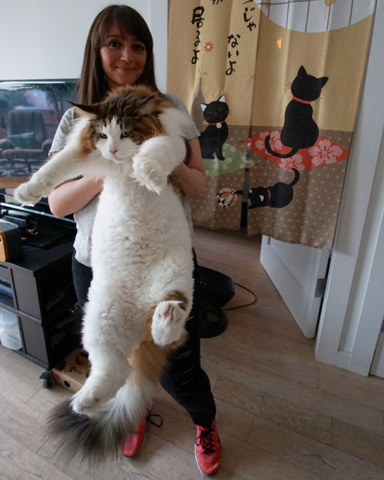 largest pet cat in the world