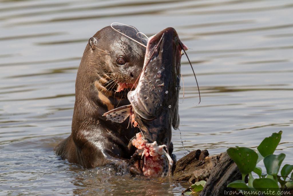 20+ Amazing Animal Pictures With Prey Will Give You Goosebumps