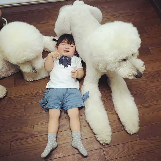 Giant Fluffy Poodles And Little Girl's Friendship is Winning The Internet