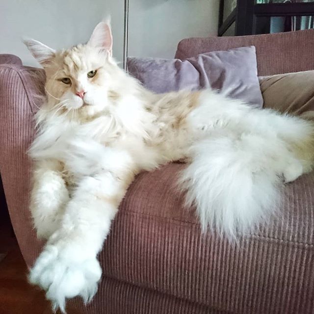 Meet Lotus The Biggest Maine Coon In The World & Family