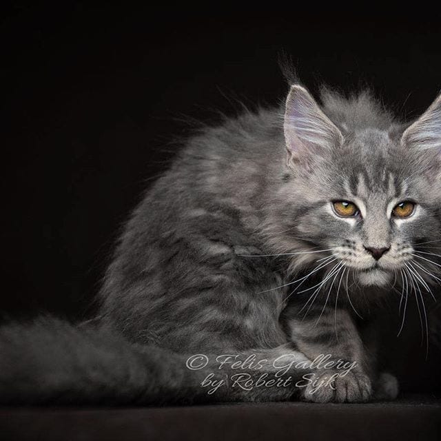 Photographer Captures The Beauty Of Maine Coons - Largest Cats of The World