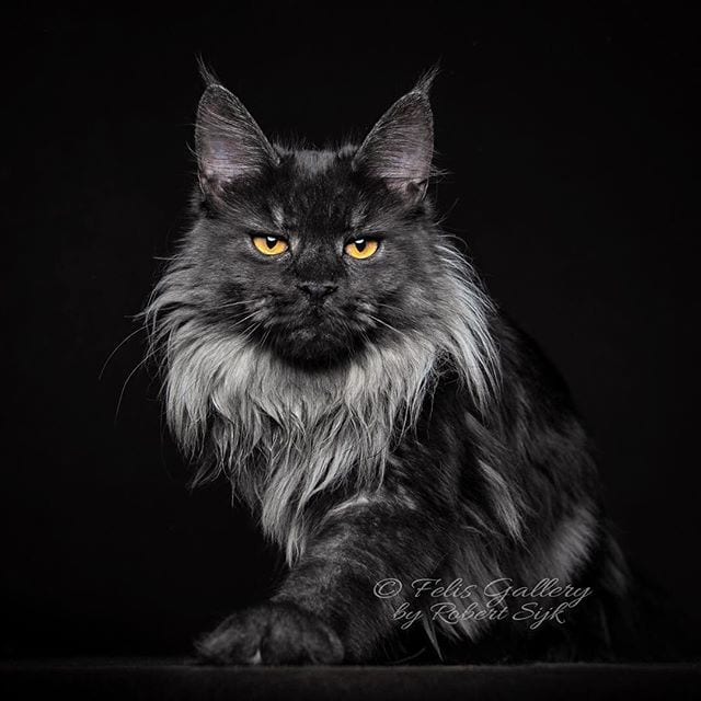 Photographer Captures The Beauty Of Maine Coons - Largest Cats of The World