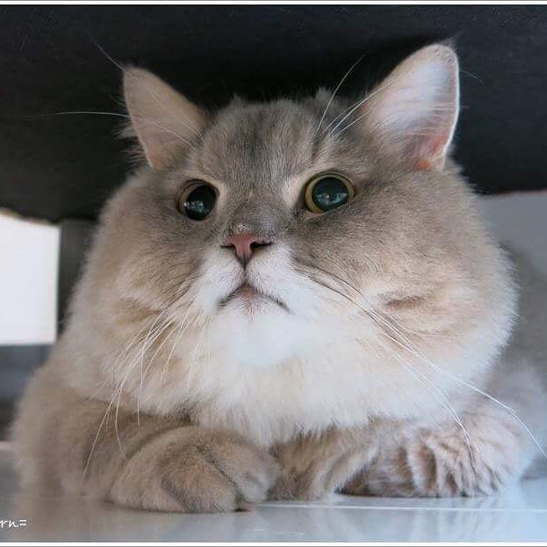 Meet Bone Bone Big Fluffy Cat of Instagram From Thailand