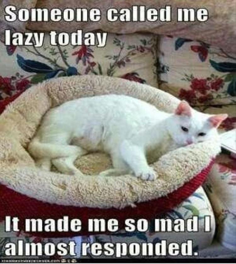 44 Funny Animal Memes With Captions - Animal Photos with ...