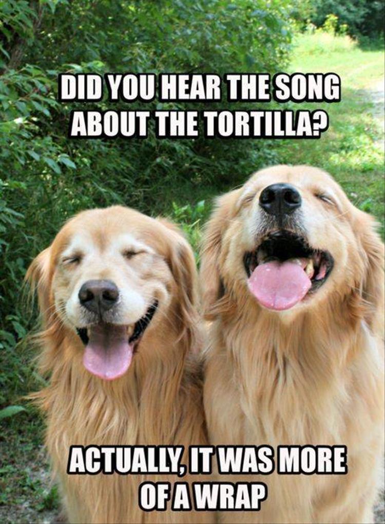 44 Funny Animal Memes With Captions - Animal Photos with ...