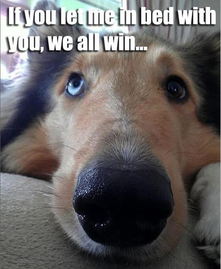 44 Funny Animal Memes With Captions Animal Photos With Funny Captions
