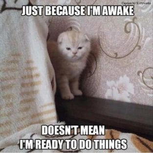44 Funny Animal Memes With Captions Animal Photos With Funny Captions 44-funny-animal-memes-with-captions-animal-photos-with-funny-captions