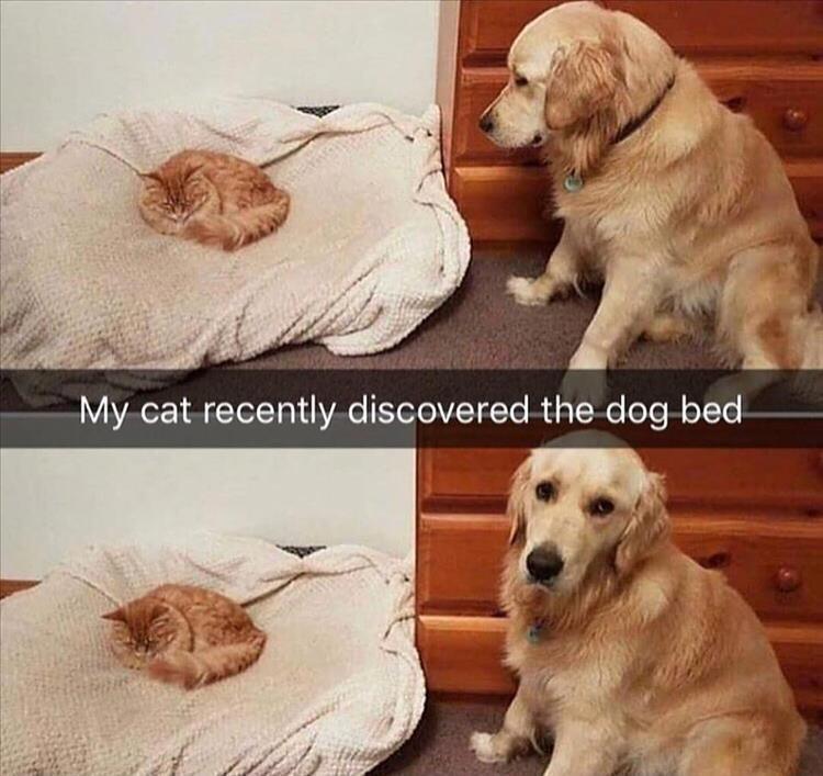 44 Funny Animal Memes With Captions Animal Photos With Funny Captions