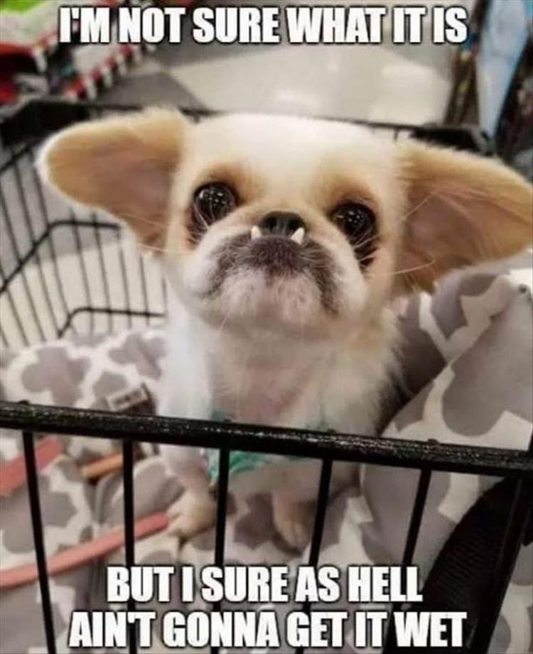 78 Funny Animals Pictures With Captions Will Boo You Animal Photos 78 Funny Animals Pictures With Captions Will Boo You Animal Photos