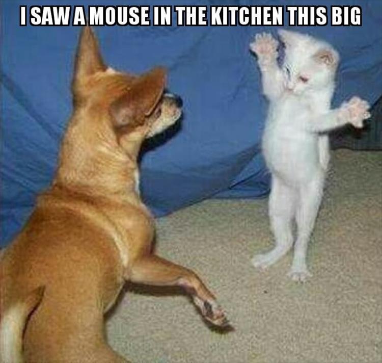 78 Funny Animals Pictures With Captions Will Boo You Animal Photos 