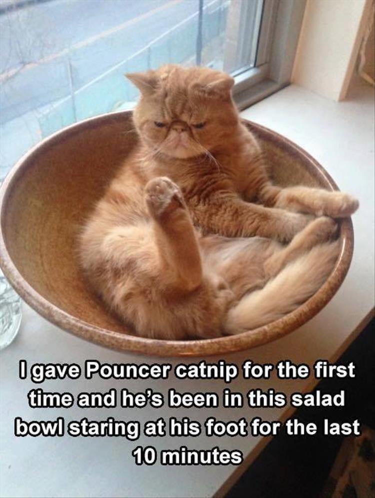 78 Funny Animals Pictures With Captions Will Boo You Animal Photos 78 Funny Animals Pictures With Captions Will Boo You Animal Photos